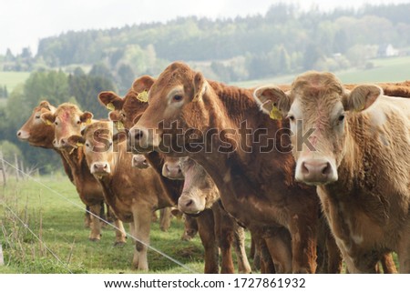 cows standing in a row in a pasture Royalty-Free Stock Photo #1727861932