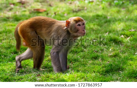 Portrait of a monkey in the park. Animal mammal