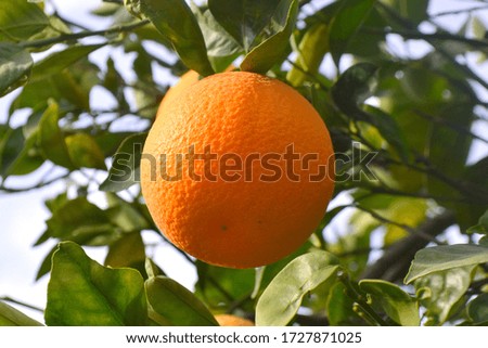 picture of an orange taken on december. orange in the tree
