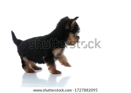 side view of adorable yorkshire terrier walking isolated on white background