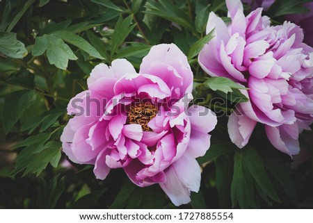 Perfect peony flowers picture available for download. 