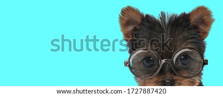 young shy Yorkshire Terrier dog hiding his face from camera, wearing eyeglasses on blue background