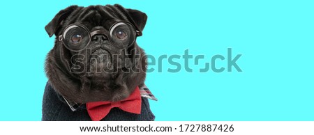 adorable sad Pug dog wearing a cloth with a red bow tie and eyeglasses, looking at camera and sitting on blue background