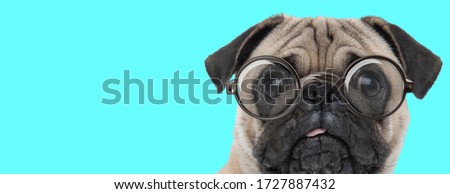 cute scared Pug dog looking at camera with fear, wearing eyeglasses on blue background