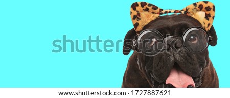 adorable young Boxer dog sticking his tongue out, rolling his eyes and wearing leopard ears with eyeglasses on blue background
