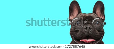 cute excited French Bulldog dog sticking out his tongue, wearing eyeglasses and looking at camera on blue background