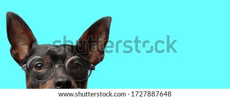 cute young Pincher dog with only half of face exposed to camera, wearing eyeglasses on blue background