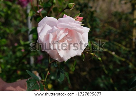 Beautiful roses on a dark background