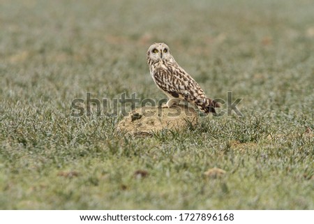 Short-eared owl photographed at sunrise on a morning with frosty field