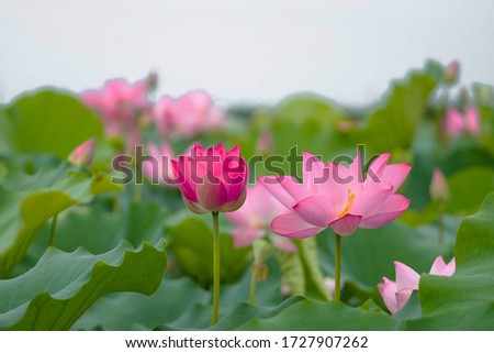 Nelumbo nucifera, also known as Indian lotus, sacred lotus, bean of India, Egyptian bean or simply lotus, is one of two extant species of aquatic plant in the family Nelumbonaceae Royalty-Free Stock Photo #1727907262