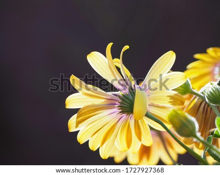  beautiful yellow and purple flowers in the garden 