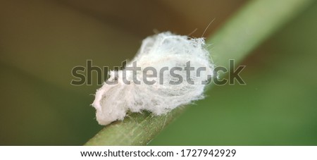 Photo of a white matcalfa pest