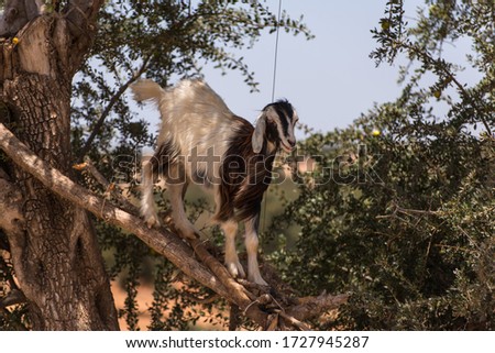 Goats on the trees in Marocco.