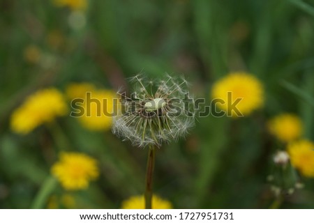 Close-up an old bloomed dandelion flower is already half bald, with seeds separating. Taraxacum officinale. 