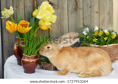 Orange bunny rabbit near the flower composition. Easter decoration. Bouquet of yellow tulips