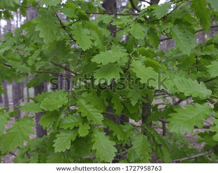 Oak branch with green leaves