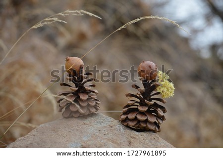 Autumn brown genuine pine cones
