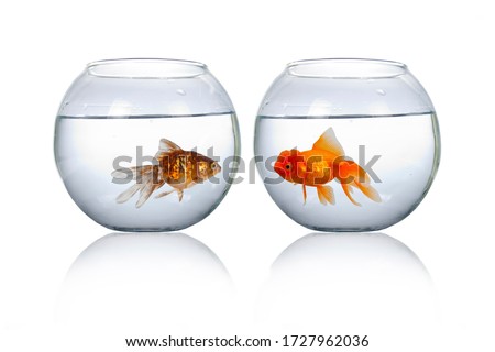 Two round aquarium with goldfish isolated on a white background.Fish look at each other.