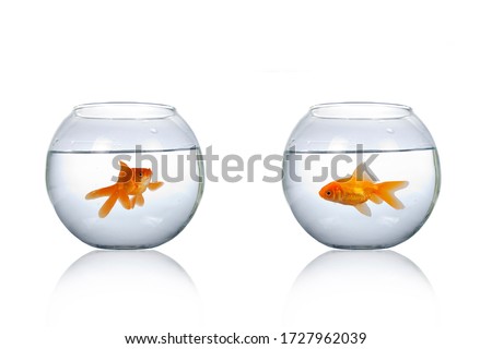 Two round aquarium with goldfish isolated on a white background.