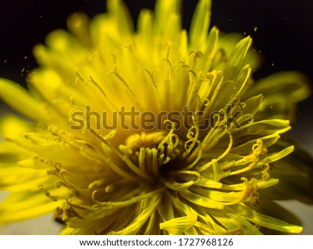 Yellow sow-thistle flower in black background, yellow dandelion, close-up for flower's yellow pollen, perfect for background, texture, macro photopraphy