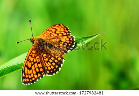 Close up photos of butterflies.Orange butterfly with spotted wings having