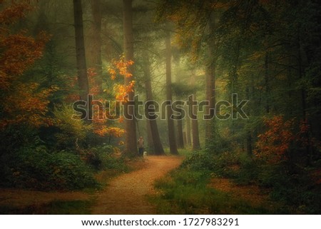 Autumn impression of the Mastforest,Breda,Holland                               