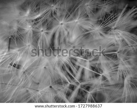Black and white background full of gray dandelion, gray ow-thistle flower, perfect for background, close-up  for a seeds, macro photography, texture