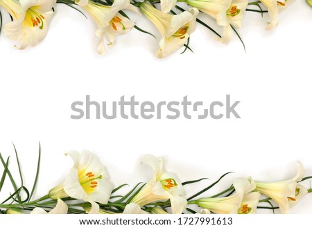 Frame of lilies white ( Lilium ) on a white background with space for text. Top view, flat lay