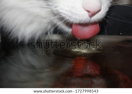 White domestic cat drinks water