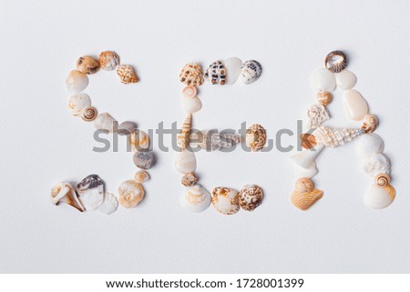 Summer time concept with sea shells on a white surface. Flat lay. Top view. 