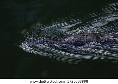 Platypus swimming  quickly on the surface at Eungella National Park in
Queensland, Australia.