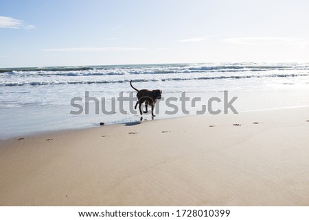 Dog running on the sand at sea. Sunny bright day. Sunset sun. The dog is played on the beach.