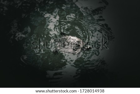 turtle swimming in the lake