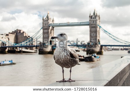 London tower bridge trough a seagull