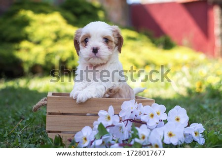 Small cute Little White Dog