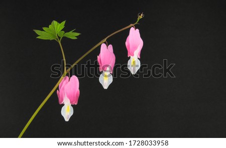 Heart shaped flowers known as Bleeding heart, hanging down Isolated on a black background, Lamprocapnos spectabilis