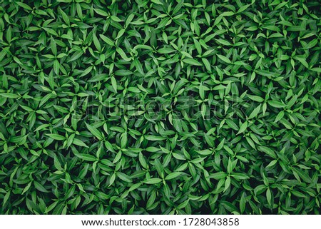 Natural background of green leaves with vintage filter 