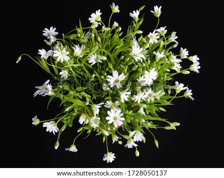 Spring delicate bouquet of stellaria holostea with white flowers on a black background closeup, top view. Flower romantic picture for greeting card and cover printing