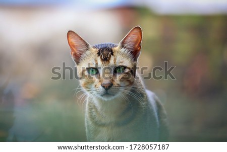 Landscape Cat portrait. Selective focus. Shallow depth of field. Background blur.