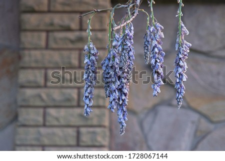 Dried flowers of purple wisteria on a background of a stone wall in the morning in Ukraine. Copy space. Card.
