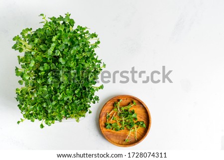 Fresh home grown organic microgreen in a transparent box on a light grey concrete background.