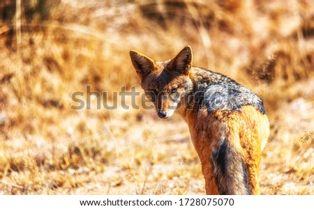 Black-backed jackal, Canis mesomelas, Welgevonden Game Reserve, South Africa