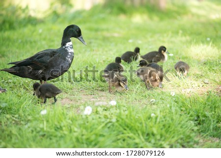 Cayuga duck family, mother with chicks on a meadow close to the pond