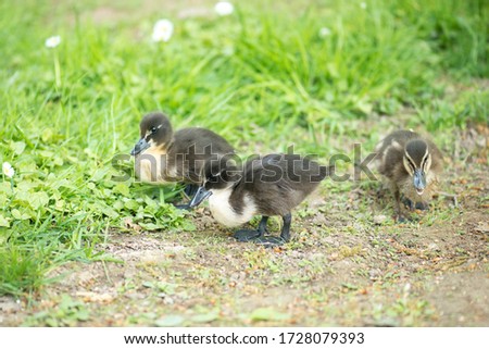 Cayuga duck family, baby chicks on a meadow close to the pond