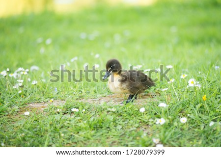 Cayuga duck family, baby chicks on a meadow close to the pond