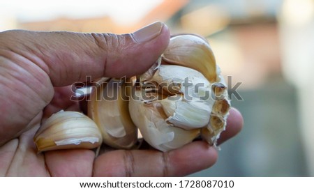 Close up of hand holding garlic Royalty-Free Stock Photo #1728087010