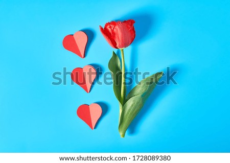 Beautiful red tulip and paper hearts on blue background. Concept of celebrating valentine's, mother day or easter