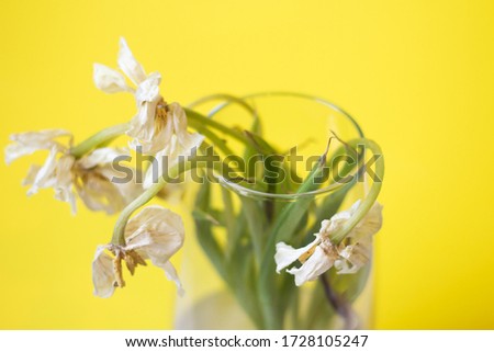 Withered flowers. Tulips in a vase on a white background