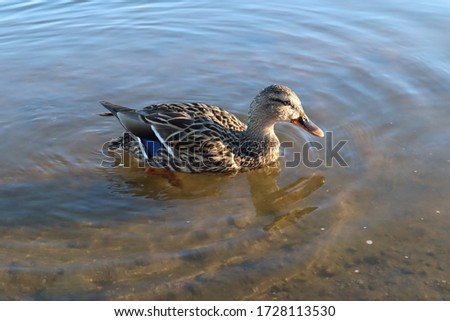Duck swimming and looking for food to eat in the lake at evening in Finland.