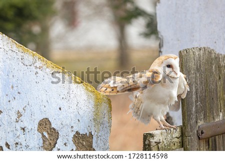 Cool barn owl is stretching wings sitting on the fence.